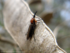 Dilophus pectoralis