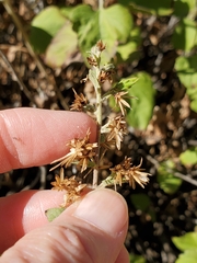 Brickellia californica