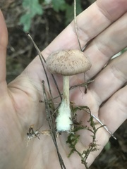 Collybiopsis peronata