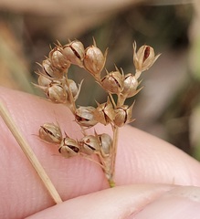 Juncus patens