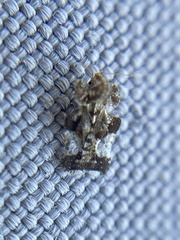 Tingidae