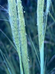 Bothriochloa laguroides