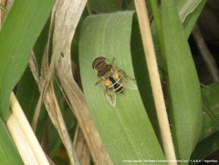 Syrphidae
