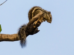 Funambulus pennantii