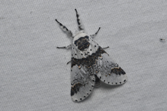 Furcula scolopendrina