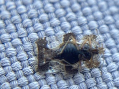 Tingidae