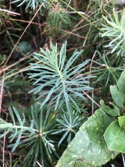 Euphorbia cyparissias