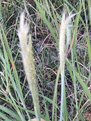 Bothriochloa laguroides
