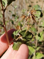Brickellia californica