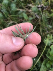 Euphorbia cyparissias