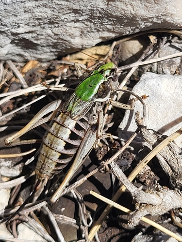 Hoermannov livadni konjic (Metrioptera hoermanni)