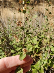 Brickellia californica