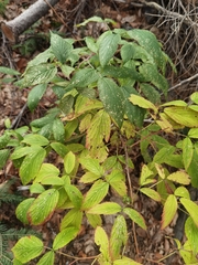 Rubus idaeus