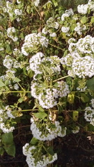 Ageratina havanensis