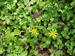 Ficaria verna