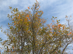 Citharexylum montevidense