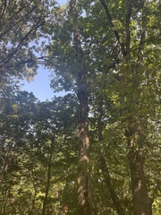 Acer floridanum
