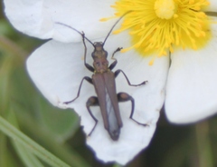 Oedemera