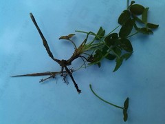 Trifolium fragiferum