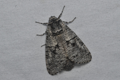 Acossus