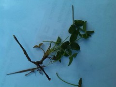 Trifolium fragiferum