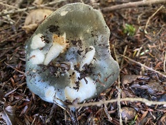 Russula redolens