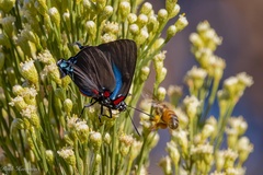 Atlides halesus