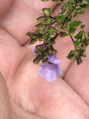 Prostanthera violacea