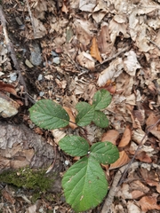 Rubus hirtus