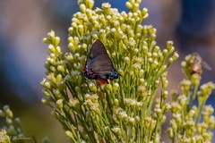 Atlides halesus