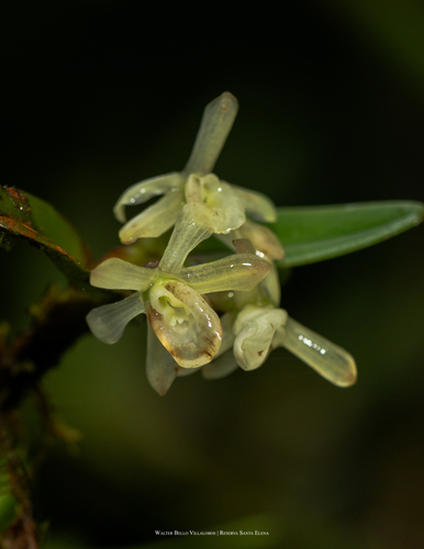 Epidendrum platystigma Rchb.f. 3