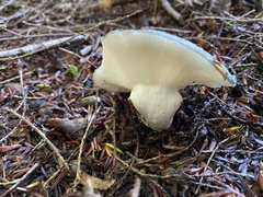 Russula redolens