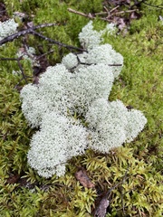 Cladonia stellaris