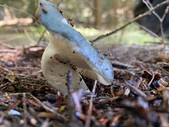 Russula redolens