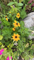 Rudbeckia