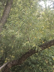 Salix amygdaloides