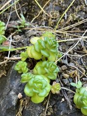 Sedum oreganum