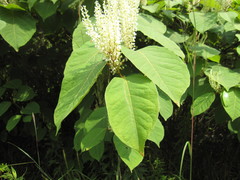 Reynoutria japonica