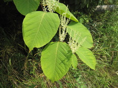 Reynoutria japonica