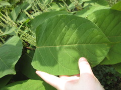 Reynoutria japonica
