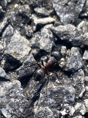 Camponotus