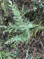 Prostanthera violacea