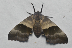 Pachysphinx modesta