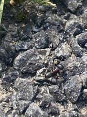 Camponotus