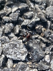 Camponotus