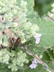 Myodocha serripes