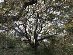 Quercus faginea