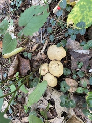 Scleroderma citrinum