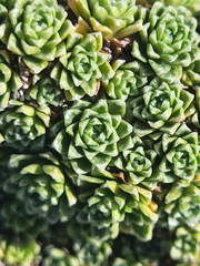 Saxifraga marginata
