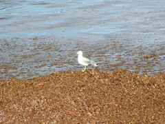 Larus michahellis atlantis